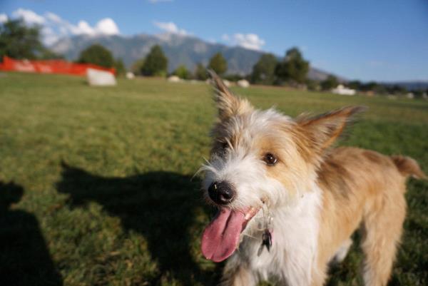 /Images/uploads/Humane Society of Utah/HSUCalendar/entries/1387thumb.jpg